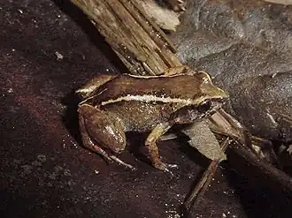 Description de l'image Eleutherodactylus intermedius02.jpg.