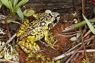 Description de l'image Eleutherodactylus leoncei 51070635023 74a5747751o.jpg.