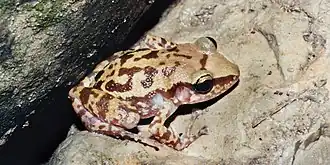 Description de l'image Eleutherodactylus longipes WLF-370-16A, Municipio Victoria; 12 July 2004.jpg.