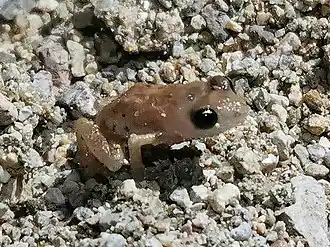 Description de l'image Eleutherodactylus modestus.jpg.