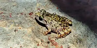 Description de l'image Eleutherodactylus verrucipes WLF-355-9A, Municipio Palmillas; 11 July 2004.jpg.