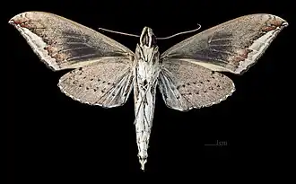 Elibia dolichus ♂ △ MHNT