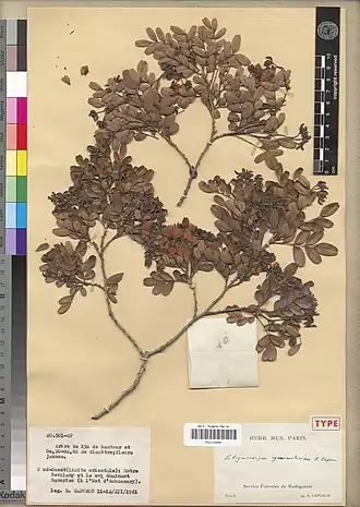 Description de l'image Eligmocarpus cynometroides Capuron Typus MNHN-P-P00100445.jpg.