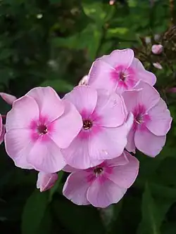 Phlox 'Elisabeth Arden'.