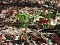 Helleborus viridis subsp. viridis