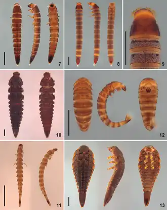 (7) Larva Z(8) Stenhelmoides Grouvelle(9) Stenhelmoides Grouvelle(10) Potamophilops Grouvelle(11) Elachistelmis Maier(12) Xenelmis Hinton(13) Stegoelmis Hinton