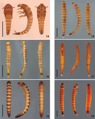 (14) Gyrelmis Hinton(15) Hexacylloepus Hinton(16) Neoelmis Musgrave(17) Heterelmis Sharp(18) Microcylloepus Hinton(19) Macrelmis Motschulsky