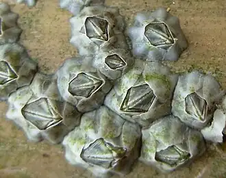 Elminius modestus (Austrobalanidae).