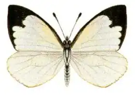 Description de l'image Elodina padusa (ento-csiro-au).jpg.