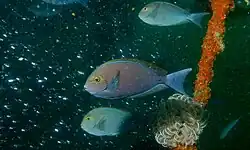 Acanthurus mata