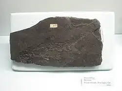 Première description du genre de poisson ganoïde Elonichthys&nbsp;(de) en 1848, spécimen au musée d'histoire naturelle de l'Université du Michigan.