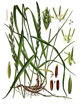 Description de l'image Elytrigia_repens_-_Köhler–s_Medizinal-Pflanzen-203.jpg.