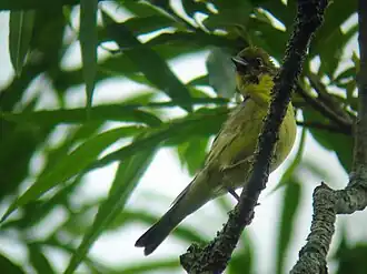 Description de cette image, également commentée ci-après