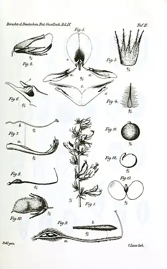 Description de l'image Eminia antennulifera as Eminia eminens pl. 2.jpg.