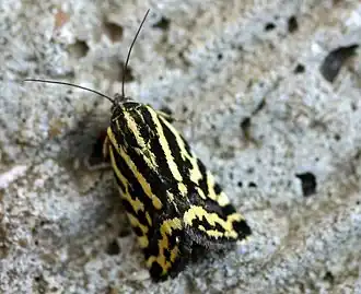 Description de cette image, également commentée ci-après