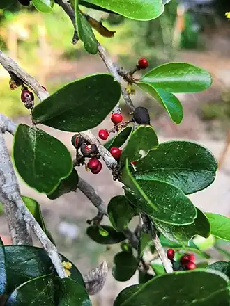 Description de cette image, également commentée ci-après