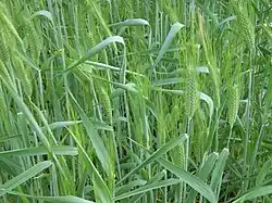 Amidonnier juste après l'épiaison