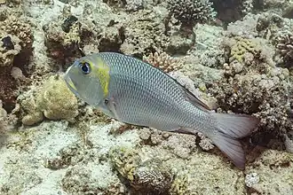 Description de cette image, également commentée ci-après