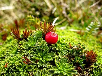 Empetrum rubrum et son fruit - Île Navarino en Terre de Feu.
