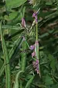 Empusa fasciata