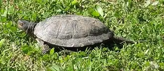 Description de l'image Emys trinacris.JPG.