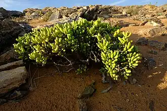 Description de l'image Enarganthe octonaria 137163332.jpg.