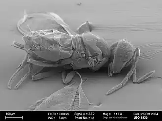 Description de l'image Encarsia formosa.jpg.