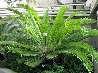 Description de l'image Encephalartos_hildebrandtii_A._Braun_et_Bouché_(2).JPG.