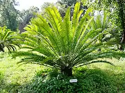 Encephalartos woodii (Cycadophyta, Zamiaceae)