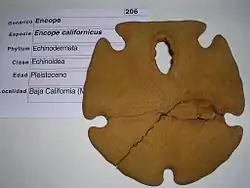 Fossile d’Encope micropora « californica » (Pléistocène).