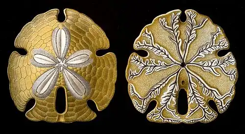 Encope emarginata (face aborale et face orale) dessinée par Ernst Haeckel dans les Formes artistiques de la nature (1904).