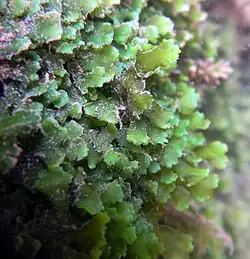 Encroutement algal et ou bactérien sur Marchantiophyta