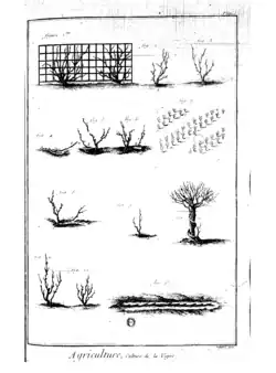 Photographie montrant une planche illustrée de divers modes de taille de la vigne : gobelet, échalas sur arbres, palissage sur treillis, marcottage. Les dessins en noir sur fond blanc sont réalisés sans décor pour être clairement utilisés.