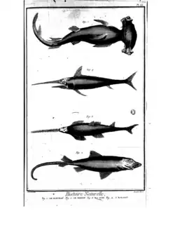 Marteau, requin, scie, espadon