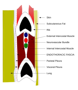 Schéma d'une coupe verticale d'un espace intercostal montrant de haut en bas, la côte supérieure, le paquet vasculo-nerveux avec dans l'ordre la veine, l'artère et le nerf, puis à distance la côte inférieure, de part et d'autre du paquet un muscle intercostal, l'un à l'extérieur, l'autre à l'intérieur