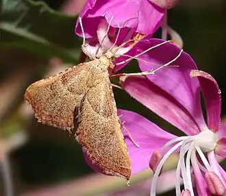 Endotricha flammealis