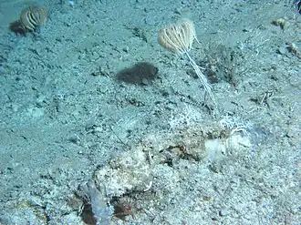 Endoxocrinus parrae dans les abysses près des Bahamas, à plusieurs milliers de mètres de profondeur.