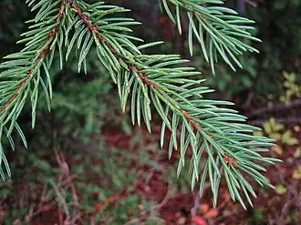 Description de cette image, également commentée ci-après