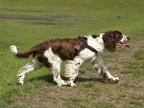 Springer anglais (English Springer Spaniel).
