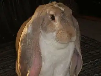 Image illustrative de l’article Bélier anglais