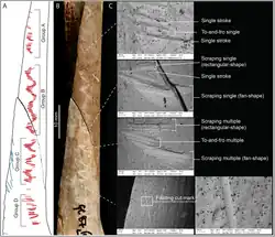 Radius humain avec des marques d'incision liées à des pratiques cannibales, Grotte de Gough, Angleterre