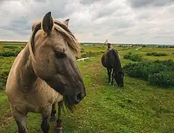 Photograhie en couleur de deux chevaux gris-bruns vus de face dans une prairie humide