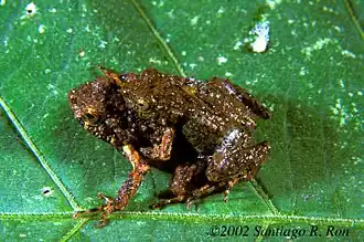 Description de l'image Engystomops coloradorum.jpg.