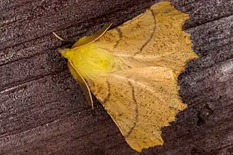 Description de l'image Ennomos alniaria02, Lodz(Poland)(js).jpg.