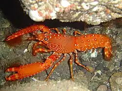 Enoplometopus antillensis, un «&nbsp;homard tropical » de la famille des Enoplometopidae