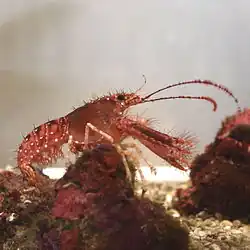 Enoplometopus occidentalis