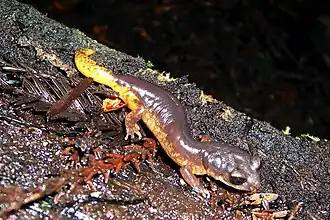 Ensatina eschscholtzii oregonensis