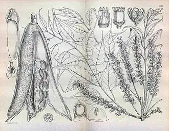 Description de l'image Entandrophragma caudatum00a.jpg.