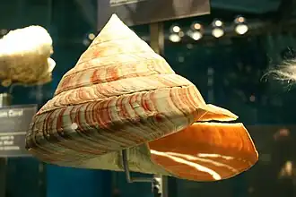 Entemnotrochus rumphii