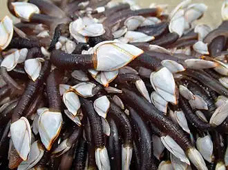 Lepas anatifera, un anatife